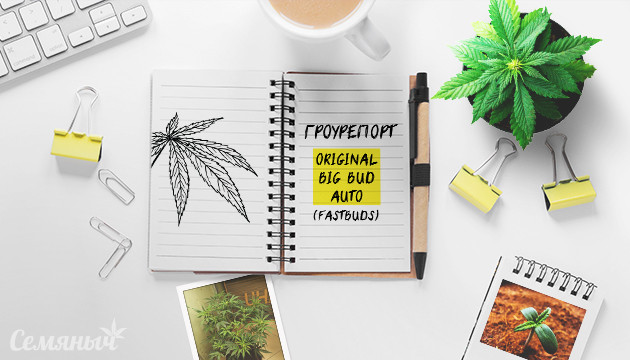 Гроурепорт сорта Original Big Bud Auto