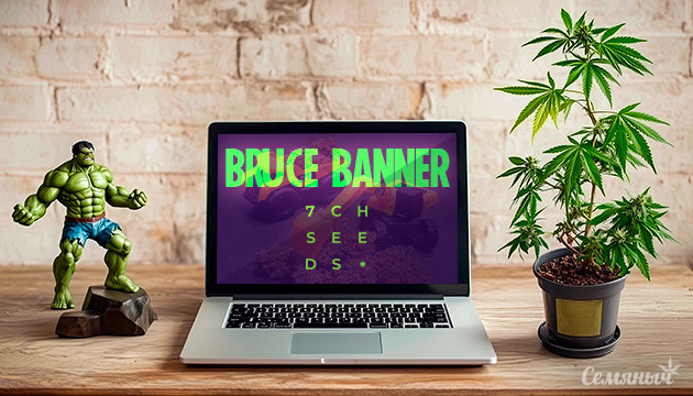 Гроурепорт сорта Bruce Banner fem от Семяныча