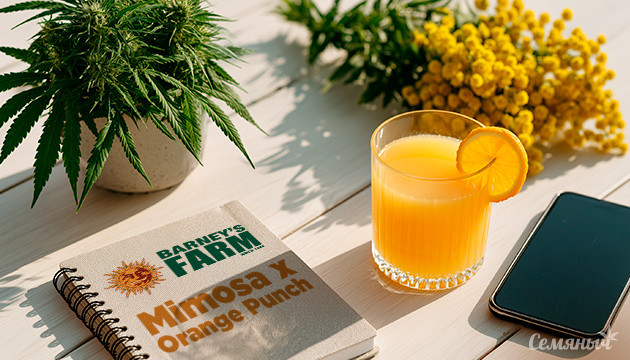 Гроурепорт сорта конопли Mimosa x Orange Punch от Barney's Farm