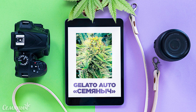 Репорт выращивания сорта Gelato Auto fem от Семяныча