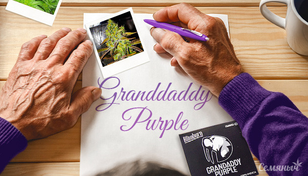 Гроурепорт сорта Grandaddy Purple
