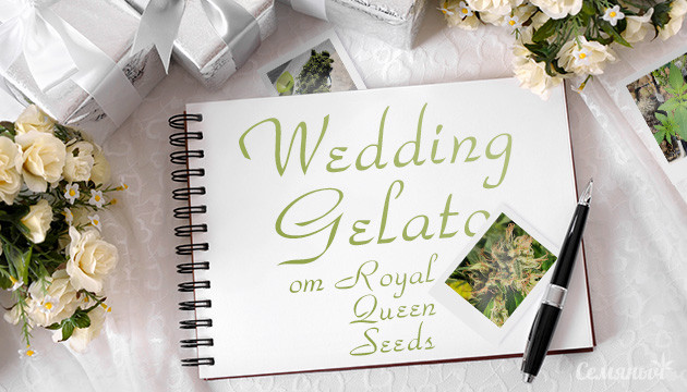 Гроурепорт сорта Wedding Gelato fem от Royal Queen Seeds